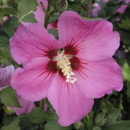 Zamosita de Siria Russian Violet