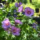 Zamosita de Siria Russian Violet