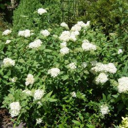 Cununita Albiflora