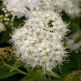 Cununita Albiflora