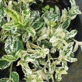 Arbust Euonymus Harlequin