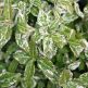 Arbust Euonymus Harlequin