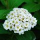 Cununita Spiraea betulifolia Tor