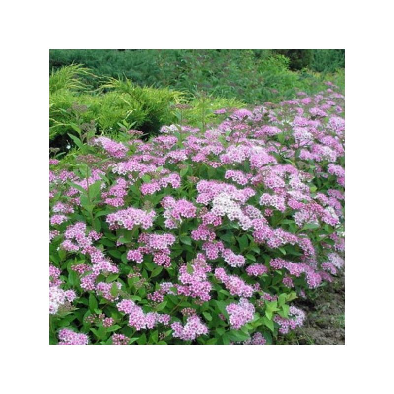 Спирея японская japanese dwarf. Спирея japanese dwarf. Спирея джапаниз дварф. Спирея японская альпина. Спирея dwarf.