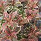 Weigela florida Monet
