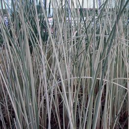 Tipirig Scirpus lacustris Albescens