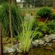 Tipirig Scirpus lacustris Albescens