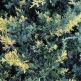 Ienupar chinezesc Variegata