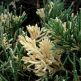 Ienupar chinezesc Variegata