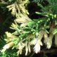 Ienupar Depressa Aurea