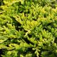 Ienupar tarator Golden Carpet