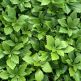 Pachysandra terminalis Green Carpet
