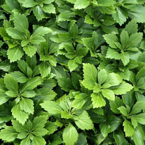 Pachysandra terminalis Green Carpet