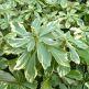 Pachysandra terminalis Variegata