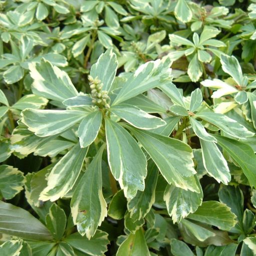 Pachysandra terminalis Variegata