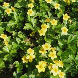 Capsuna Stearpa Waldsteinia ternata