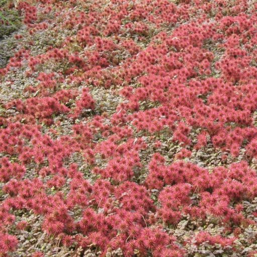 Covor de cupru Acaena microphylla Kupferteppich