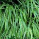 Iarba japoneza Hakonechloa macra Albostriata