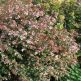 Abelia grandiflora