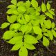 Aralia cordata Sun King
