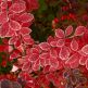 Dracila Berberis thunbergii Golden Ring