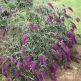 Liliac de Vara Nanho Purple