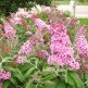 Liliac de Vara Nanho Pink Delight