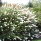 Liliac de Vara Nanho White Profusion