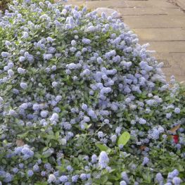 Plante Ornamentale Pentru Gradini Parcuri Si Spatii Verzi