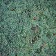 Arbust tarator Cotoneaster Queen of Carpets