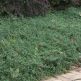 Arbust tarator Cotoneaster radicans Eichholz