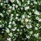 Arbust Cotoneaster suecicus Coral Beauty