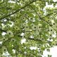 Arborele Pacii