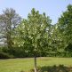 Arborele Pacii