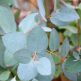 Eucalipt tasmanian alpin