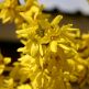 Forsythia intermedia Minigold