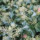 Iedera Hedera helix Arborescens