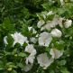 Hibiscus syriacus Diana