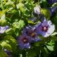 Hibiscus albastru Marina