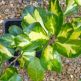 Arbust Ilex altaclerensis Lawsoniana