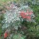 Bambusul Sacru Nandina domestica