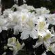 Rhododendron Mary Helen
