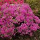 Rhododendron (AJ) Diamant Purpur