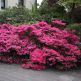 Rhododendron (AJ) Kermesina