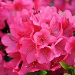 Rhododendron (AJ) Little Red
