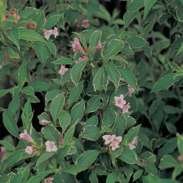 Weigela florida Suzanne