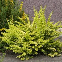 Arbust Berberis Aurea