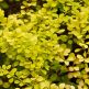 Arbust Berberis Aurea