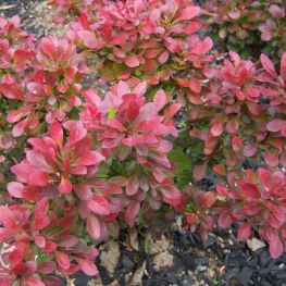 Arbust Berberis Rosu Bagatelle