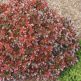 Arbust Berberis Rosu Bagatelle